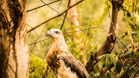The bondol eagle is a type of eagle whose distribution is considered widespread in Indonesia, often found in tropical climates. Scientific name Hallastur Indus, family tribe of Accipitridae, Species Genus Aliastur