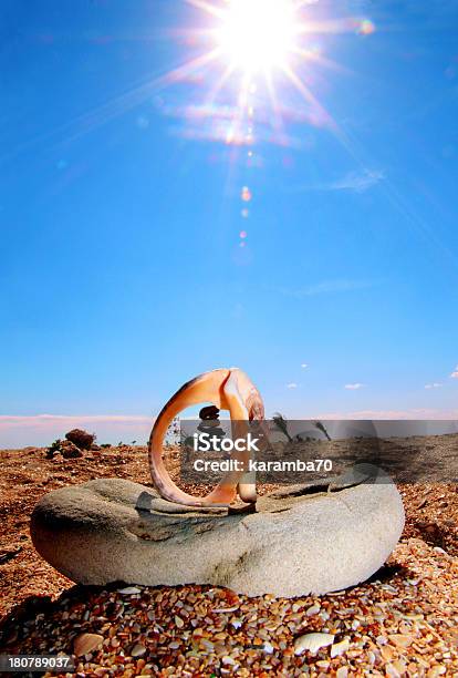 Conchas E Pedras Na Praia - Fotografias de stock e mais imagens de Abstrato - Abstrato, Ao Ar Livre, Areia