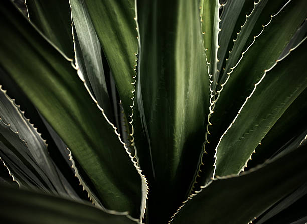 istock Abstract background, Plant close up detail 180789114