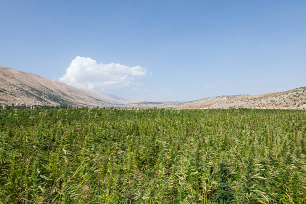 Cannabis campo in Libano - foto stock