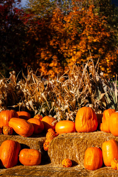 istock Pumpkins with corn stalks and hay bales 1807891575