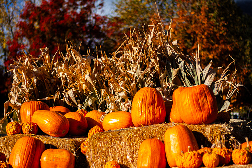 Orange Halloween pumpkins sitting on bales of hay with cornstalks in an autumn harvest display and brilliant fall foliage in the background