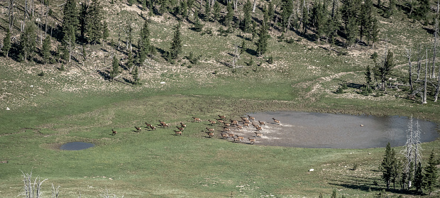 Herd Of Elk Run Out From A Tarn Toward The Hillside