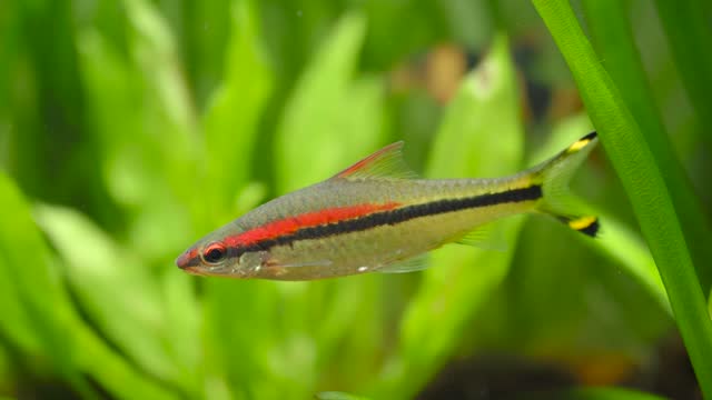 Denison barb (Sahyadria denisonii) swimming on a fish tank