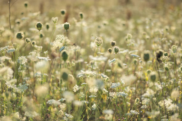 istock Carrot flowers in field 1807899918