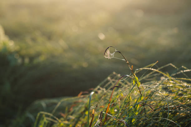 Spider web and dew drops hanging on the grass in the early sunny morning, close up