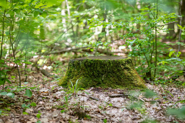 istock Tree trunk with green moss on a sunny day in the woods 1807902317