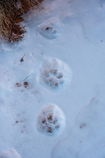 Mountain Lion Prints In The Snow Along Boucher Trail In Grand Canyon National Park