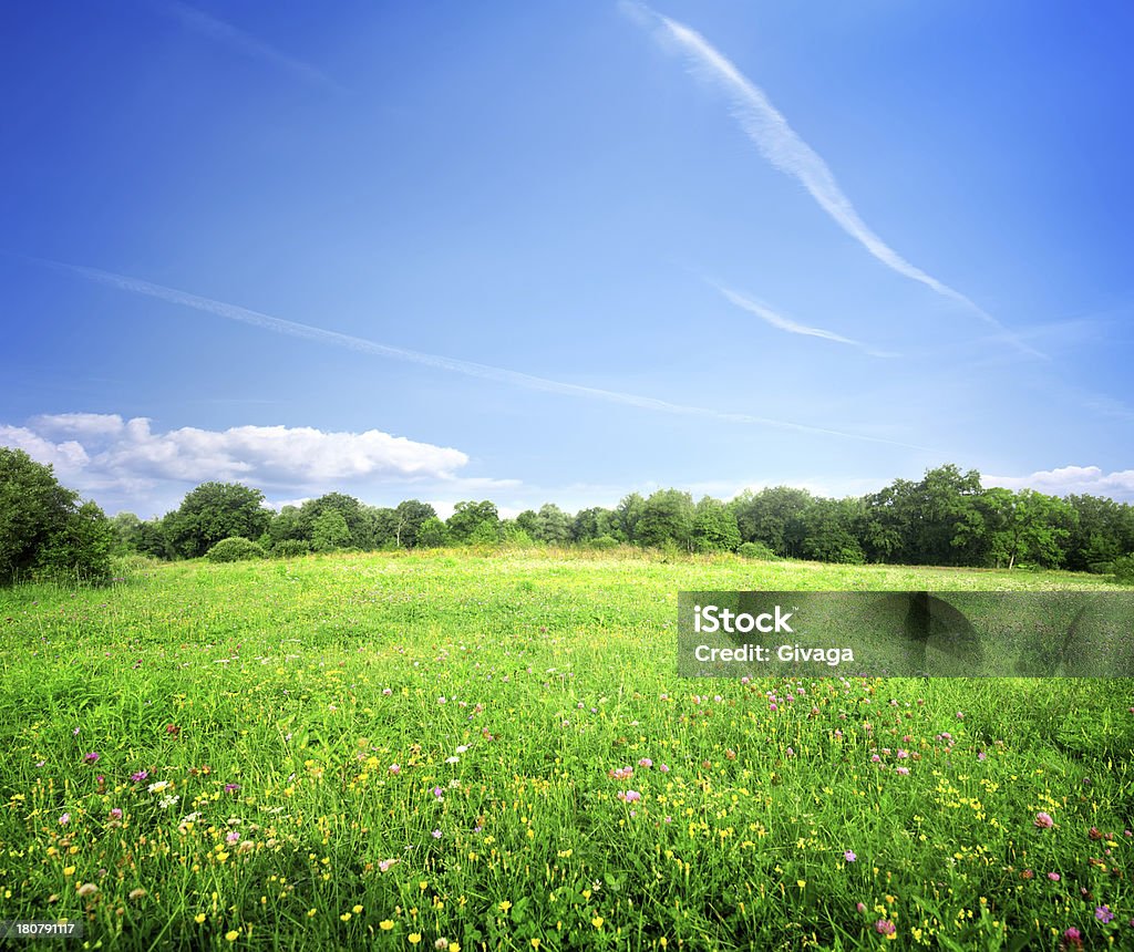 Des fleurs de Prairie - Photo de Absence libre de droits