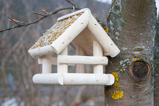 Wooden bird feeder hanging on a tree in the garden.