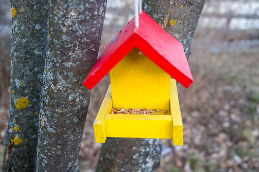 A red and yellow wooden bird feeder hangs on a tree in the garden.