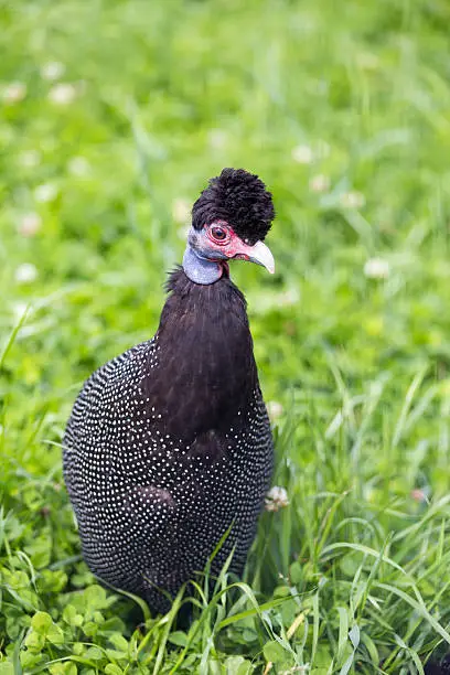 Crested Guineafowl on the green grass