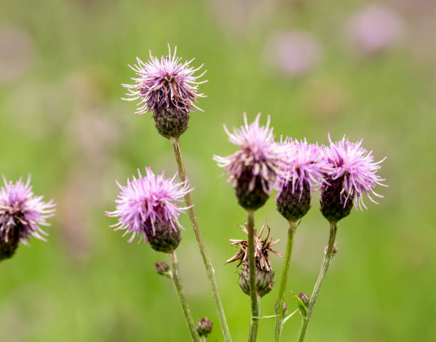 istock Wavy-Leaf Thistle Looks LIke It Got a Bad Haircut 1807914816