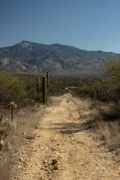 Wide Section of Thunderbird Trail Heads Toward Mountains in Saguaro National Park