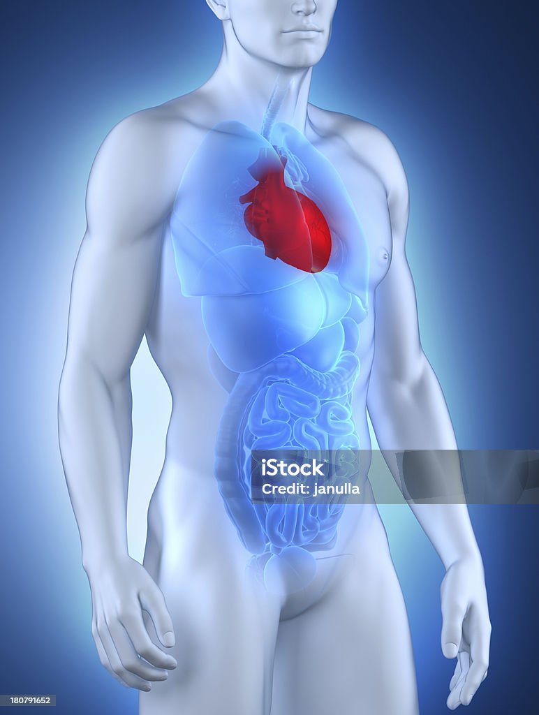 雄心臓部位の前部の - X線撮影のロイヤリティフリーストックフォト
