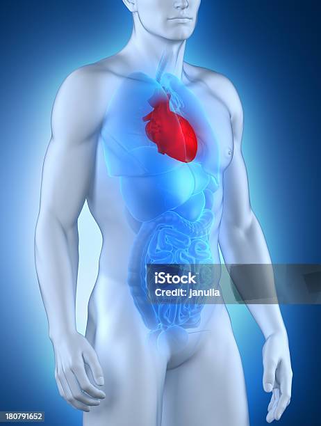 雄心臓部位の前部の - X線撮影のストックフォトや画像を多数ご用意 - X線撮影, データ, ヒトの内臓