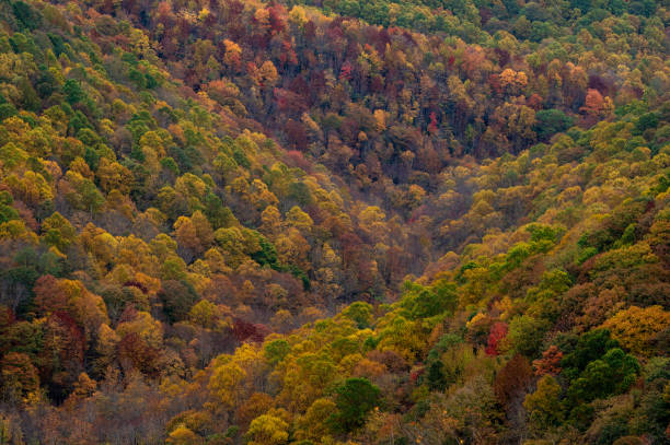 winding valley of trees changing color in fall - looking glass rock imagens e fotografias de stock