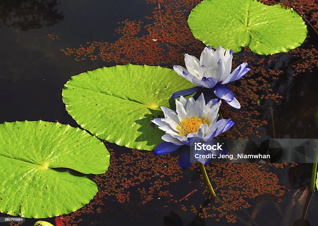 Waterlily - 로열티 프리 0명 스톡 사진