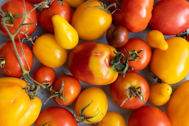 istock Red and yellow fresh organic tomatoes, close-up image. 1807928145