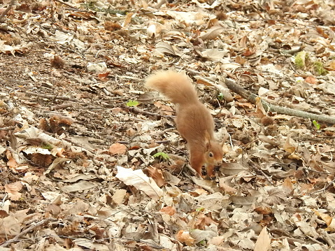 The squirrel is running forward and there are fallen twigs in the background