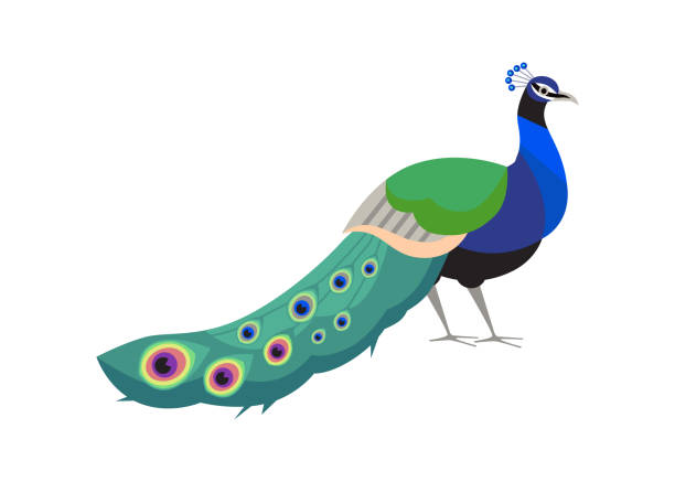 illustrazioni stock, clip art, cartoni animati e icone di tendenza di bellissimo pavone con coda sorprendente messa giù, uccello con piume ornamentali, piumaggio decorativo pavone esotico vettoriale - phoenix wing bird peacock