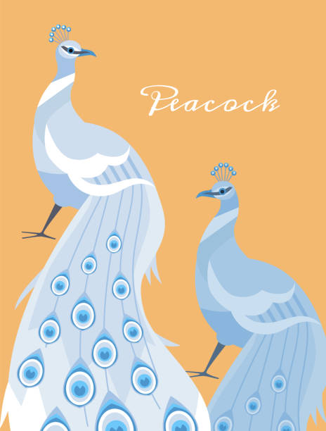 istock Beautiful peacocks couple with put down amazing tail, bird with ornamental feathers, decorative plumage vector poster 1807928214