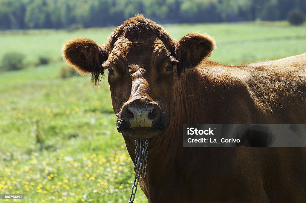 Krowa Patrząc na kamery z Ciekawość - Zbiór zdjęć royalty-free (Brązowy)
