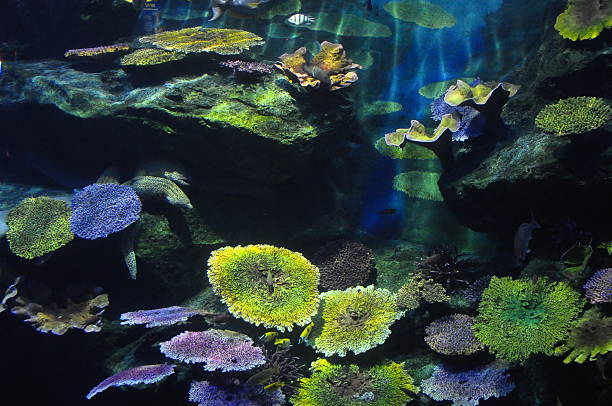 istock Colorful corals under the sea 180794049