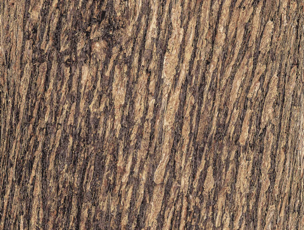 Vector illustration of Texture of Juniperus virginiana bark. Old juniper tree skin background. Vector illustration of Texture of Juniperus virginiana bark. Old juniper tree skin background. juniper tree bark tree textured stock illustrations