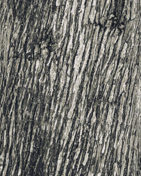 Vector illustration of Texture of Juniperus virginiana bark. Old juniper tree skin background. Vector illustration of Texture of Juniperus virginiana bark. Old juniper tree skin background. juniper tree bark tree textured stock illustrations