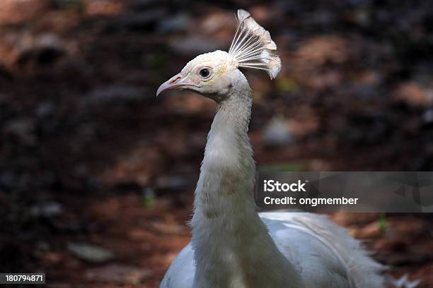 Pavone Bianco Maschio - Fotografie stock e altre immagini di Ambientazione esterna - Ambientazione esterna, Animale, Animale selvatico