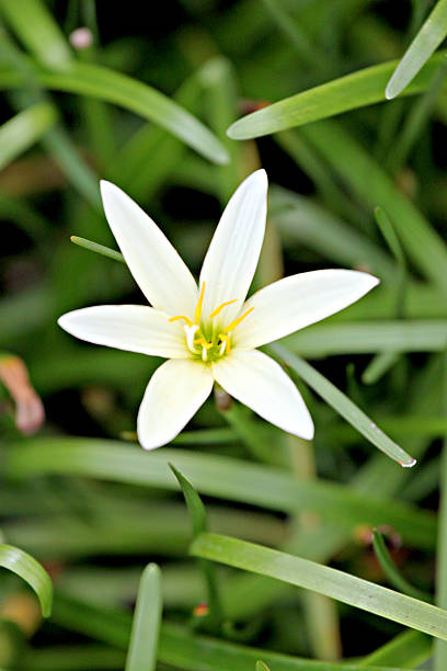 istock white flower in the garden. 180794961