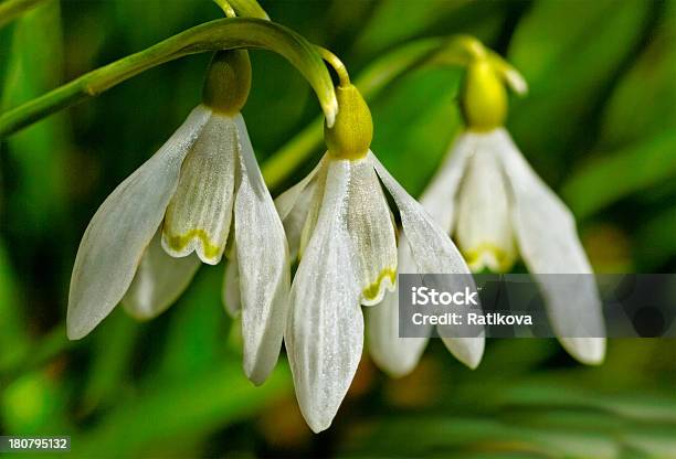 Três Snowdrops - Fotografias de stock e mais imagens de Botânica - Ciência de plantas - Botânica - Ciência de plantas, Bouquet, Branco