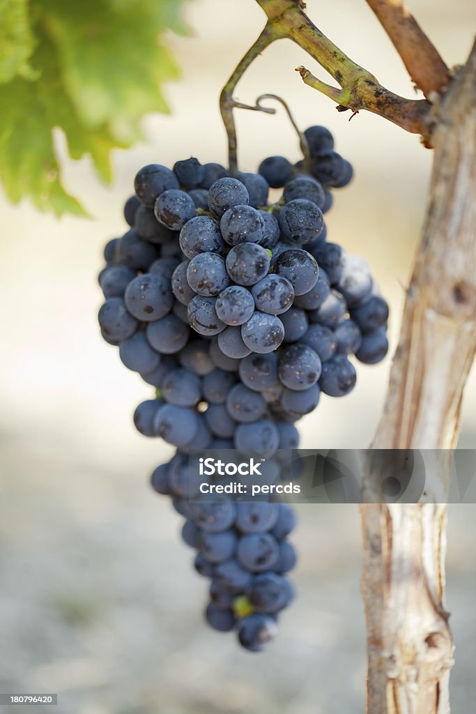 Grape bunch. Bunch of black grapes, selective focus. Agricultural Field Stock Photo
