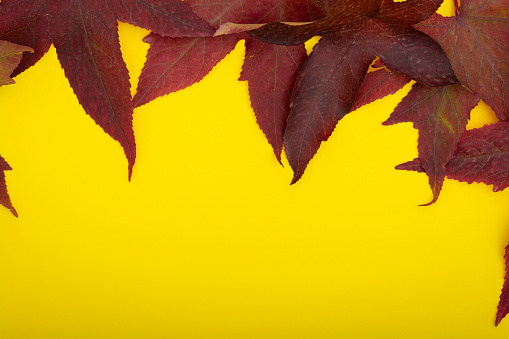Autumn red leaves on yellow background. Copy space