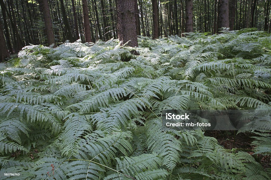 Coniferous forest with fern Fern Stock Photo