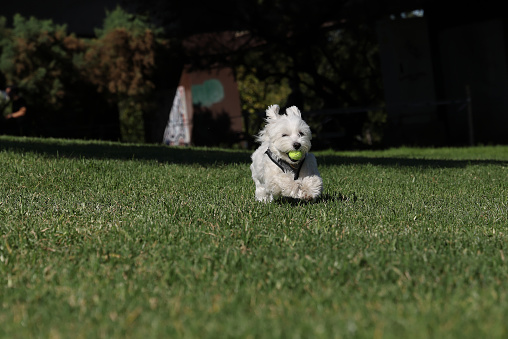 Maltese dog playing with miniature tennis ball