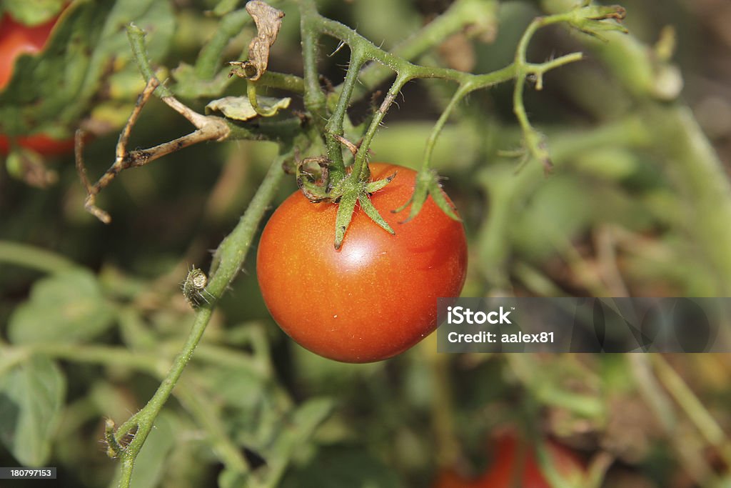 Organiczny Pomarańczowy pomidor - Zbiór zdjęć royalty-free (Bez ludzi)