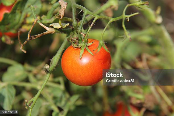 Organiczny Pomarańczowy Pomidor - zdjęcia stockowe i więcej obrazów Bez ludzi - Bez ludzi, Czerwony, Dojrzały