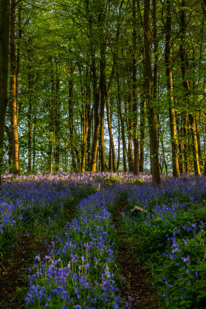 istock An idyllic bluebell wood on a sunny spring day 1807972051