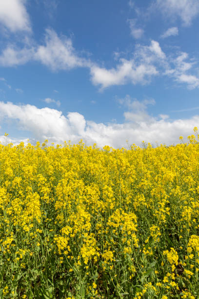 istock Rapeseed crops in bloom with a blue sky overhead 1807972586