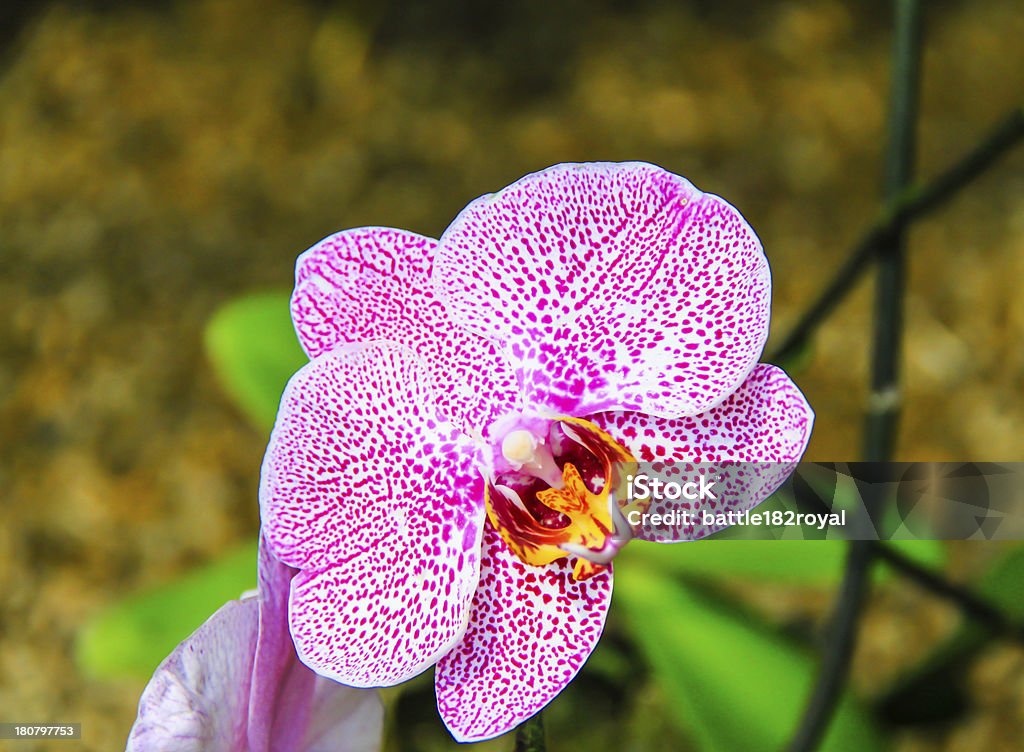 タイの蘭の花 - がくのロイヤリティフリーストックフォト