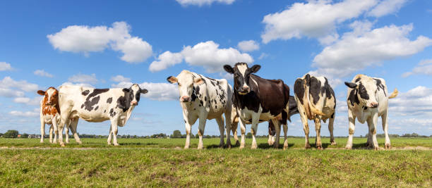 istock Group cows standing in a field, green meadow, a panoramic wide view 1807983908