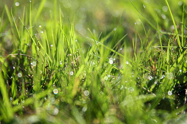 istock Green grass with water droplets 180798924