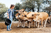 Pretty young farmer woman standing with bag in hand and petting calfs on farm