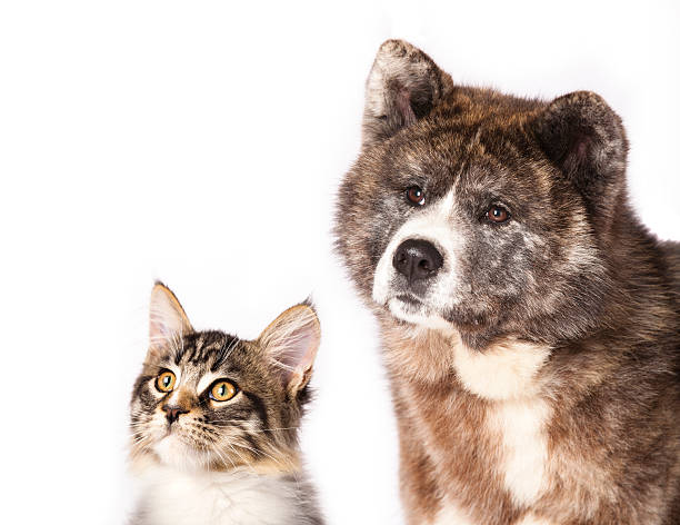 Akita inu  and cat breeds Maine Coon