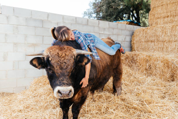Full body of calm young woman in casual clothes lying on brown bull and relaxing in barn with stacks of hay in countryside