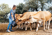 Happy young farmer woman standing with bag in hand and feeding calfs on farm