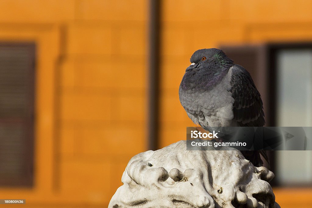 Orgullosos de pigeon - Foto de stock de Animal libre de derechos