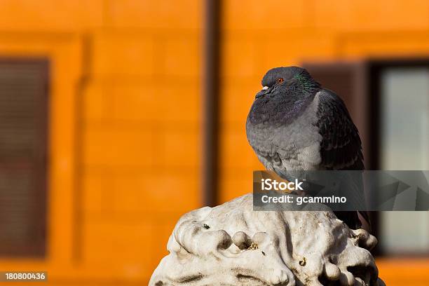 Orgullosos De Pigeon Foto de stock y más banco de imágenes de Animal - Animal, Animal macho, Belleza de la naturaleza